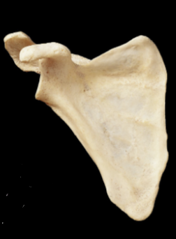 <p>Bone Name:</p>