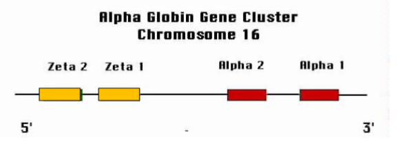 <p>On chromosome 16, arranged 5′ → 3′ as: (zeta 2), (zeta 1), α2, α1</p>