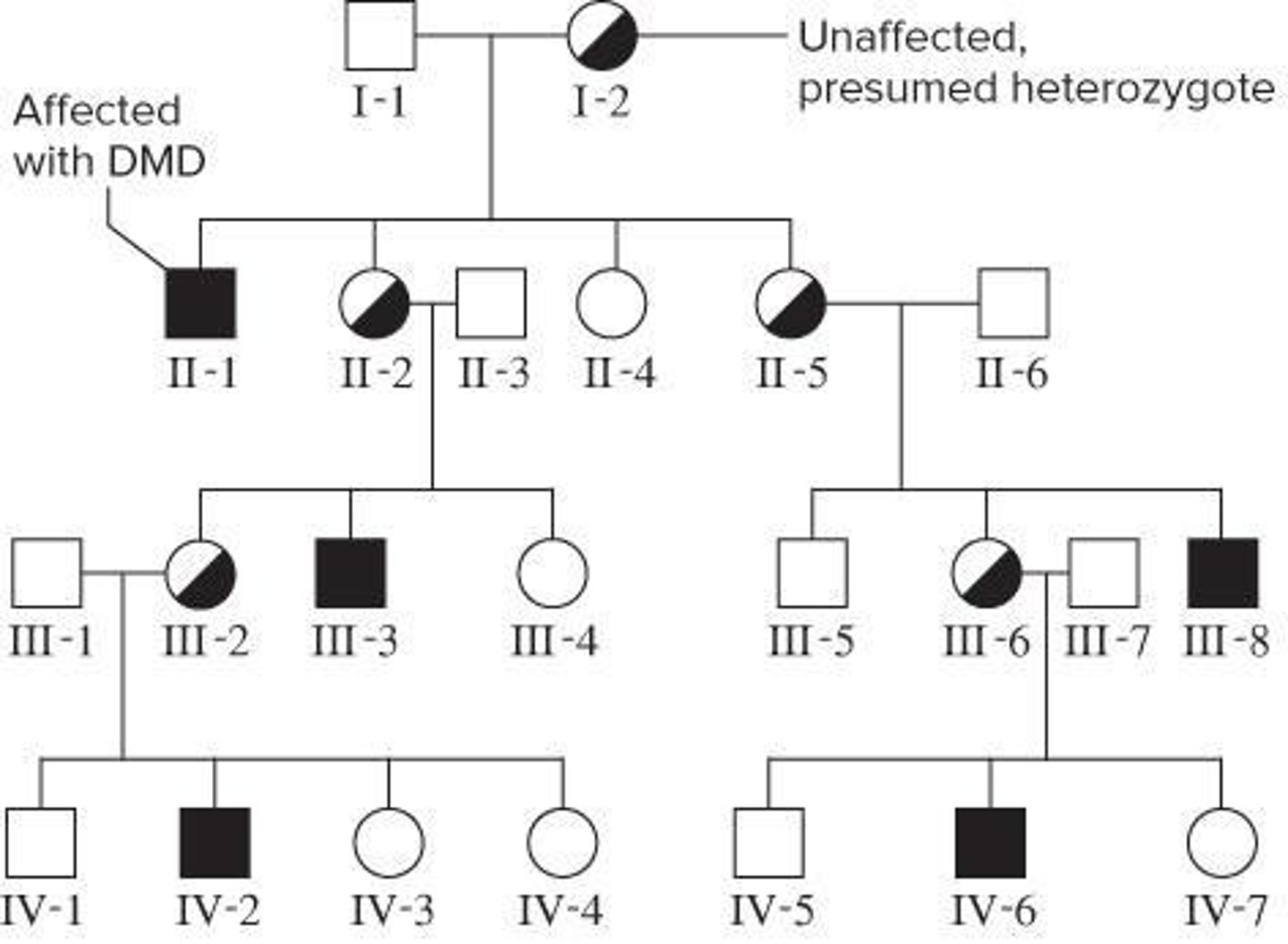 <p>A genetic disorder characterized by progressive muscle degeneration, often affecting males.</p>
