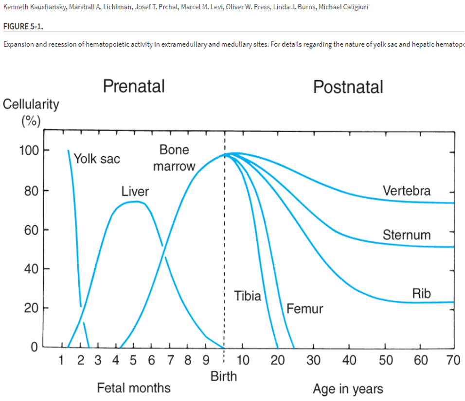 <p>depends on where we are in life</p><p></p><p>after birth, in bone marrow. into adult hood, main sites are in vertebra, sternum, and ribs. </p>