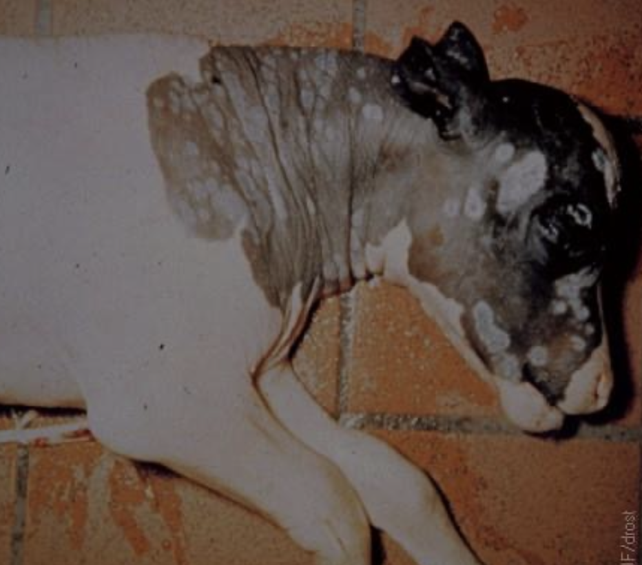 <p>caused by various molds and yeast, most commonly by <em>aspergillus fumgatus</em></p>