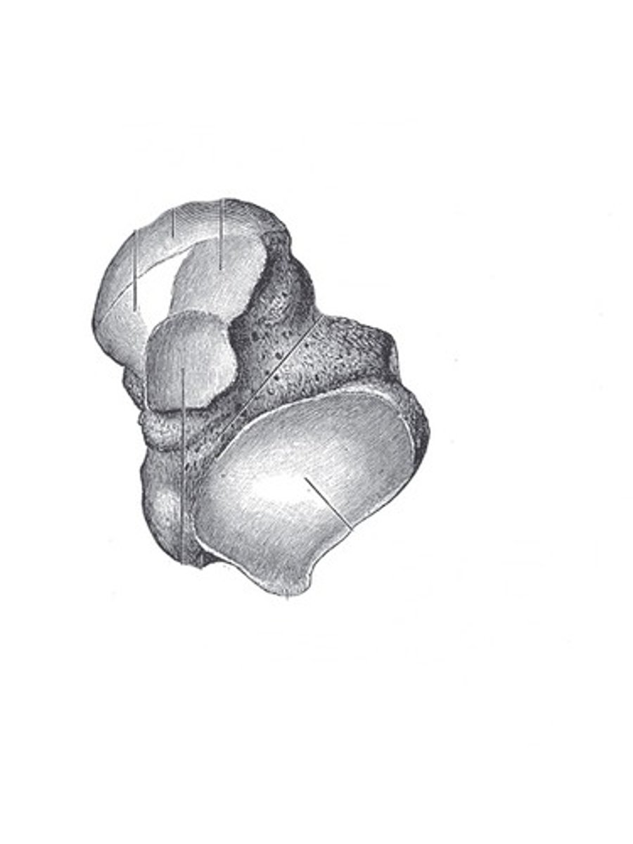 <p>Cube shaped bone with no distinct ends,</p>