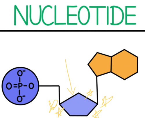 <p>What part of the nucleotide is this?</p>