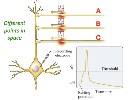 <p>Excitatory potentials from multiple presynaptic inputs arrive at the same time to stimulate a neuron, causing an action potential in the post-synaptic neuron if the stimulation is sufficient for the neuron to reach “threshold” (VGNa+ channels open) </p>