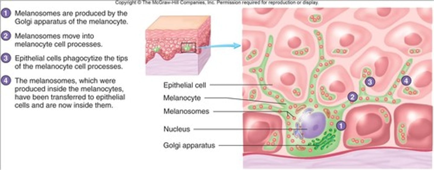 <p>most important type of skin pigment</p><p>-> more active melanocytes = more melanin in keratinocytes = darker skin</p><p>Two Different Types: eumelanin &amp; pheomelanin</p><p>Production Determined By:</p><p>- UV exposure</p><p>- genetic makeup (polygenic inheritance &amp; multiple alleles)</p><p>- size of melanocytes</p><p>- disease conditions</p>