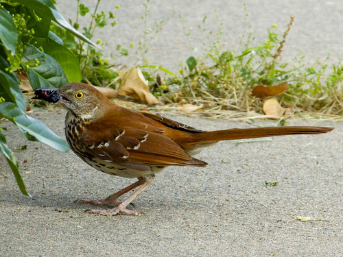 <p>Order: Passeriformes Family: Mimidae</p>