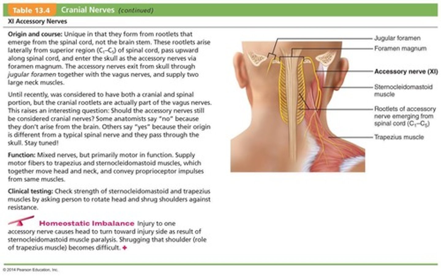 <p>Primarily motor function to the sternocleidomastoid and trapezius muscles.</p>