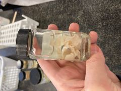 <p>What is the genus species of this pseudotapeworm? When mature it is the longest flatworm that can infect man</p>