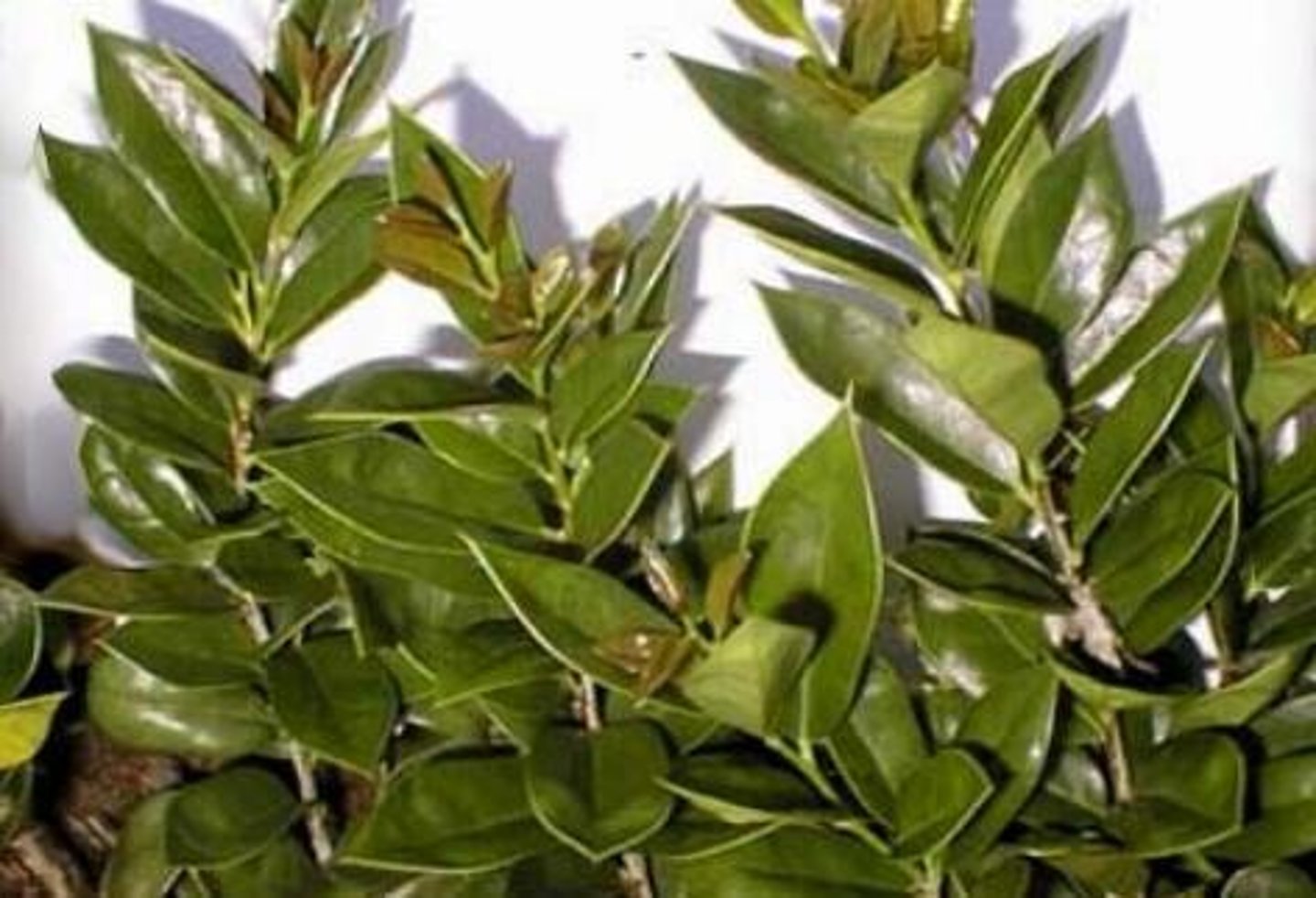 <p>Holly, Carissa</p>