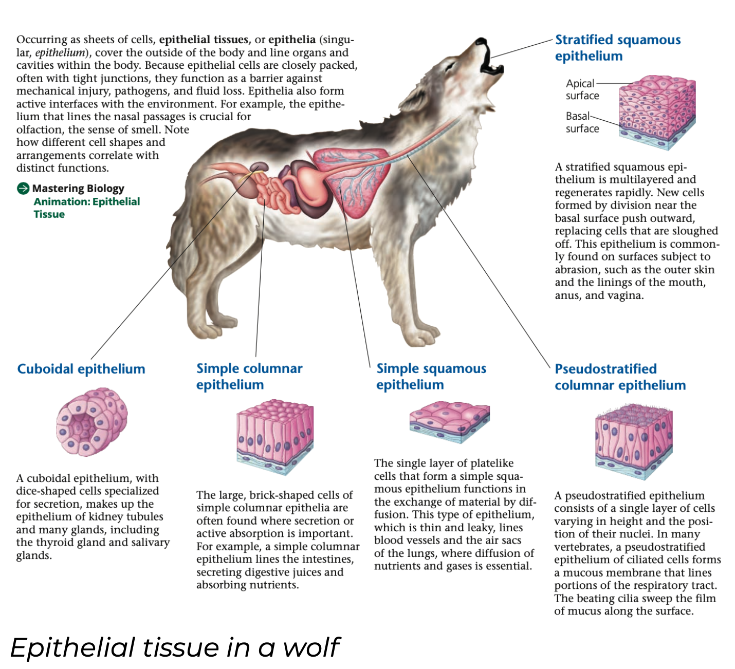 1. Squamous
- Simple squamous
- Stratified squamous

2. Cuboidal
- Simple cuboidal
- Stratified cuboidal

3. Columnar
- Simple columnar
- Stratified columnar
- Pseudostratified columnar