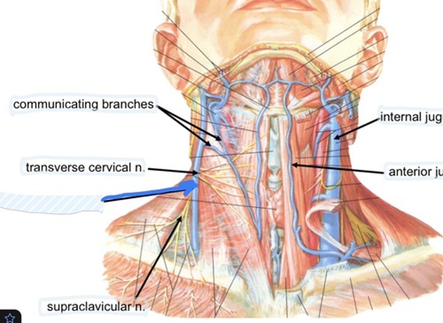 knowt flashcard image