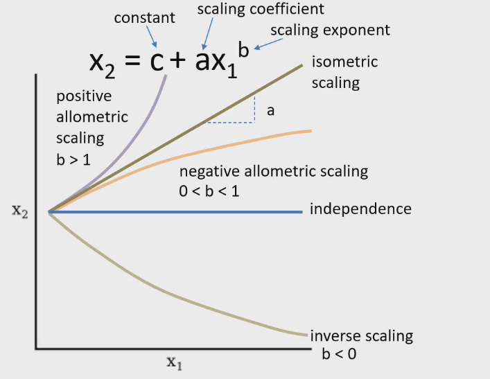 <ul><li><p>Inverse relationship</p></li><li><p>(green again for some reason): As X1 increases, X2 decreases.</p></li><li><p>Has same formula as positive allometric scaling (X2= c+ aX1 ^b ) but exponent b has to be b&lt;0</p></li></ul><p></p>
