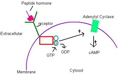 cell surface receptors