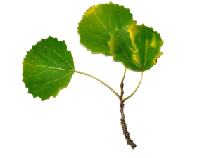 term image