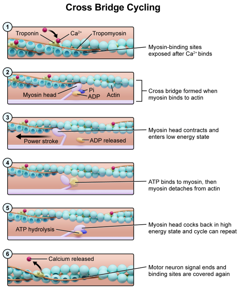 <p><strong>D. when myosin cocks back into its high-energy stage…</strong>when the myosin head cocks back into its <strong>high-energy state</strong>, it binds to actin, forming a complex called the <strong>cross-bridge</strong></p>