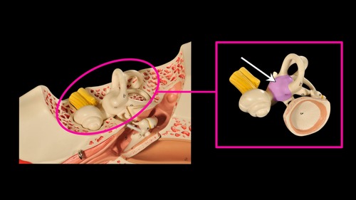 <p>(p.) inner ear/bony labyrinth</p>