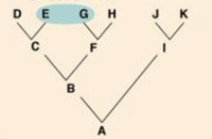 Polyphyletic 