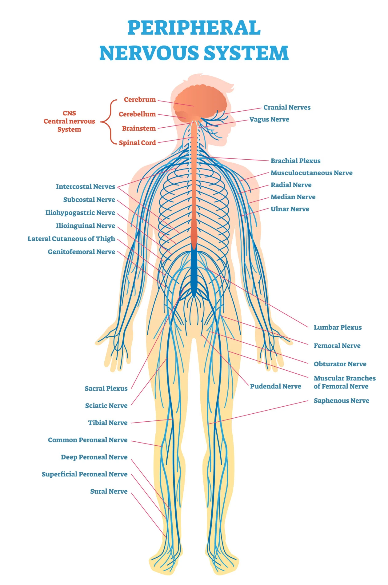 <p>The division of the nervous system that includes all the nerves lying outside the central nervous system</p>