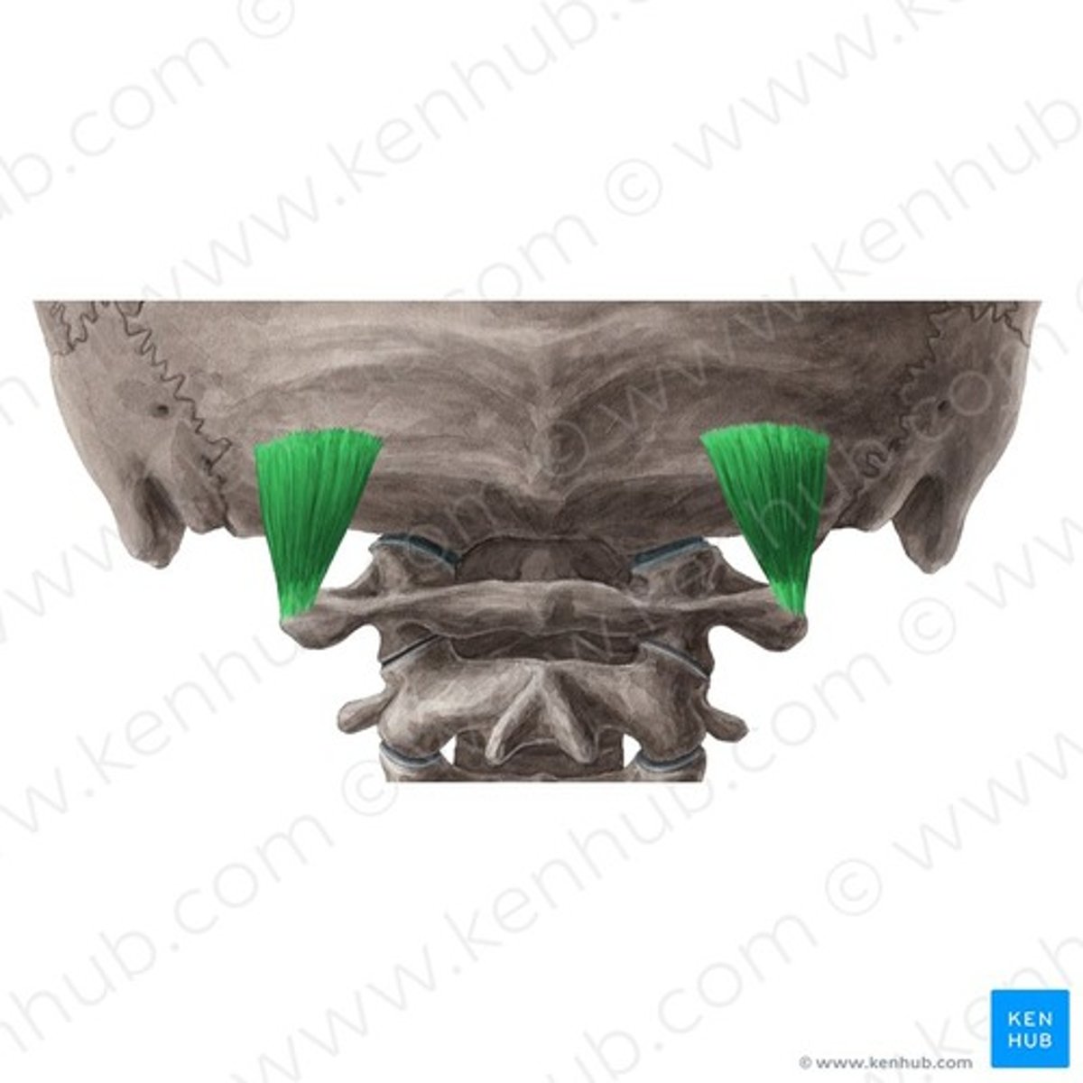 <p>Welke spier is dit?</p>