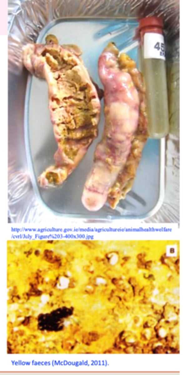 <p>Yellow faeces, drowsiness, dropping of the wings, closed eyes, head down close to the body or tucked under a wing, anorexia</p><p>Emaciation and death in high percentage</p>