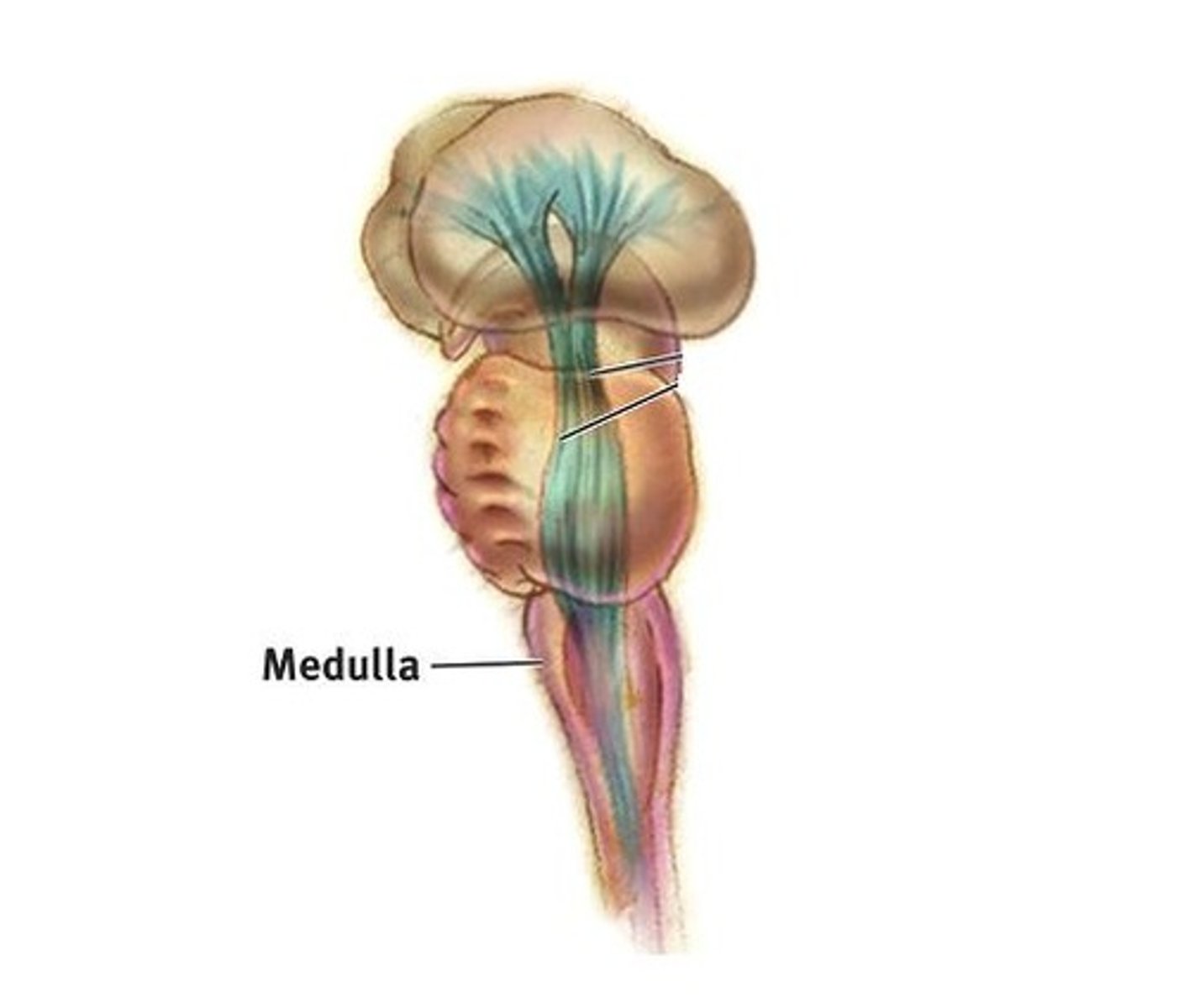 <p>The base of the brainstem that controls heartbeat and breathing.</p>