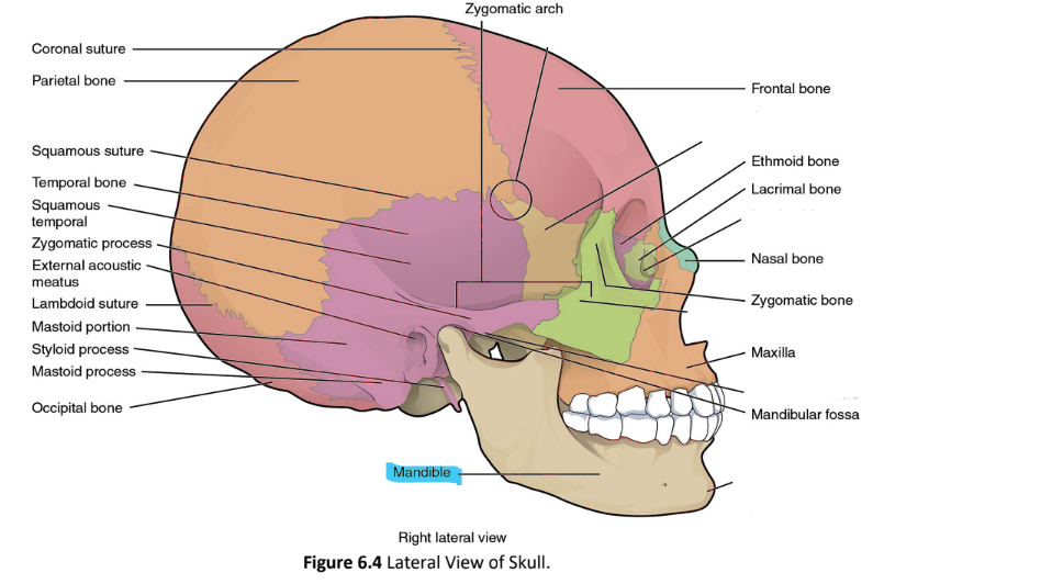 <p>mandible</p>