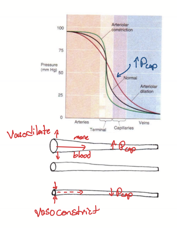 <ul><li><p>Decreases pressure in artery/arteriole</p></li><li><p>Increases pressure in capillaries as more blood flows into capillaries </p></li></ul><p></p>