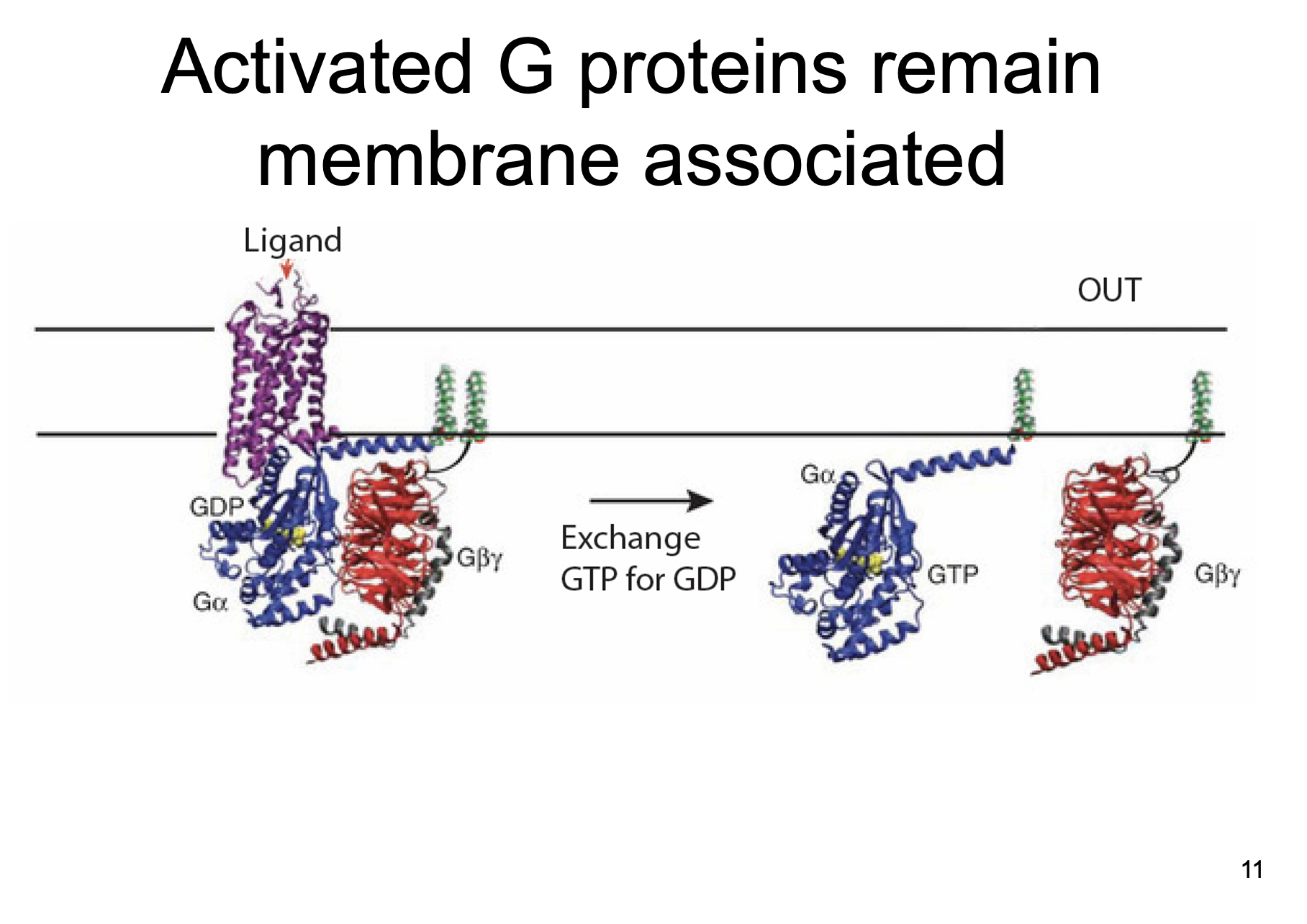 membrane