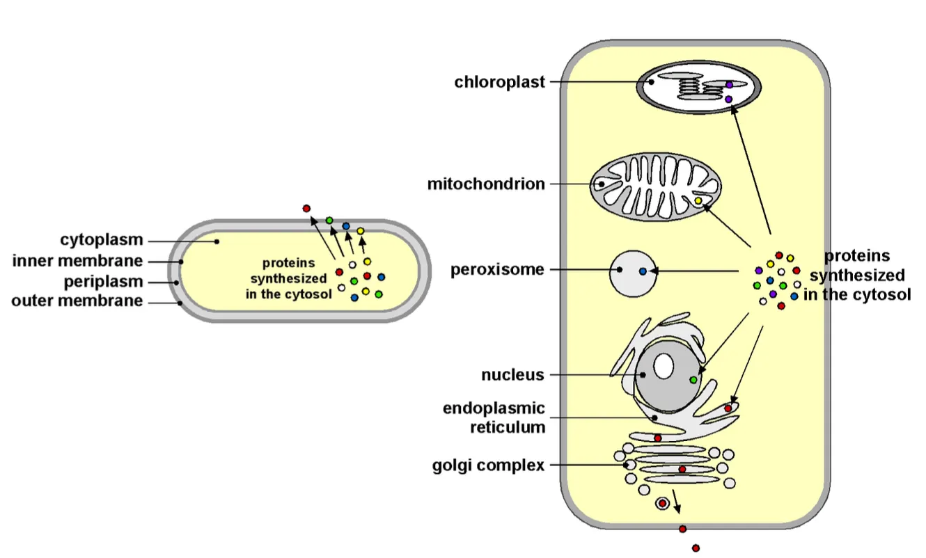 <ul><li><p><strong><em>Organelles</em></strong> are surrounded my membranes.</p><ul><li><p>All organelles get proteins from ribosomes. </p></li></ul></li></ul><p></p>