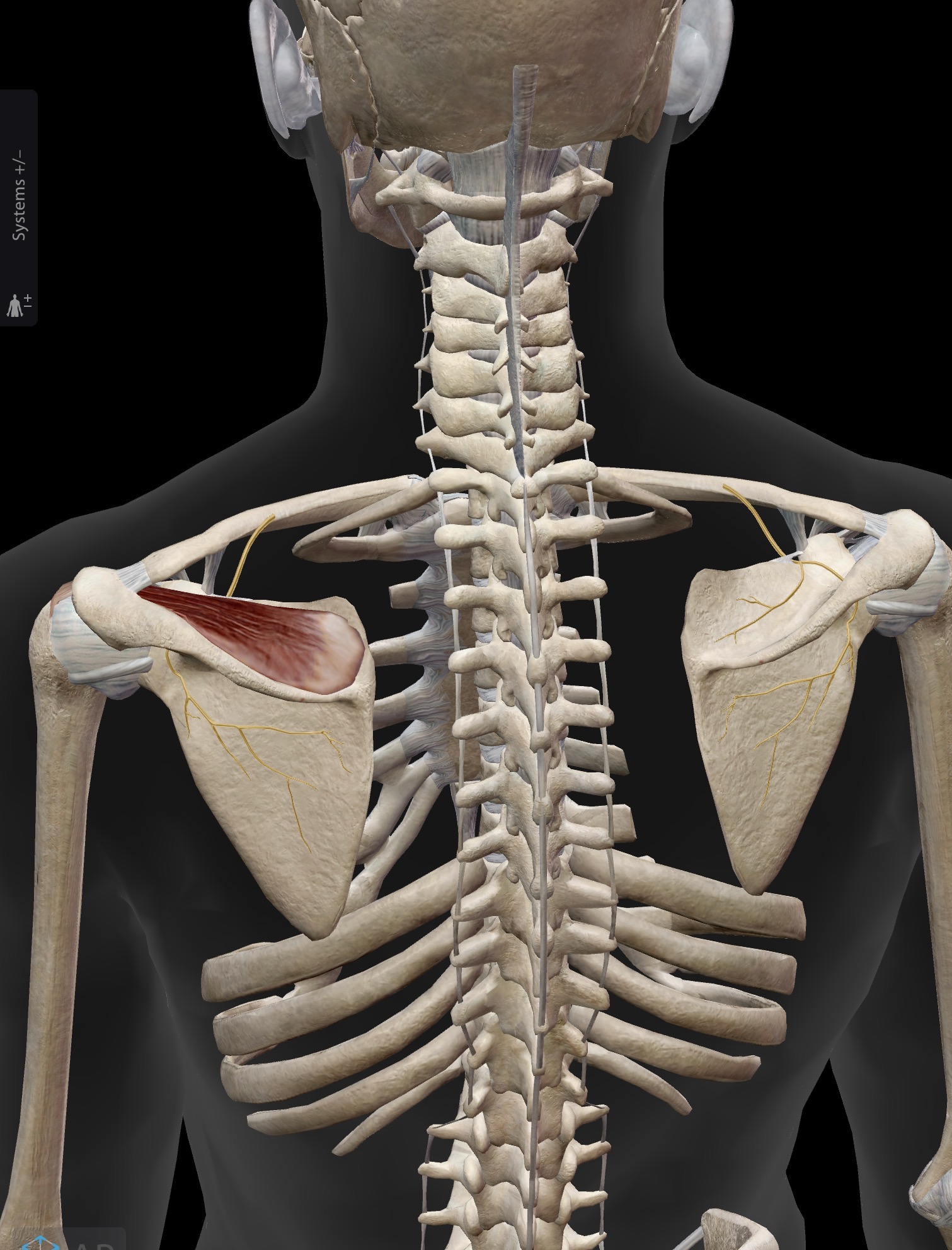 <p>Name the muscle and corresponding letter ( O = origin, I = insertion, A = actions, IN = innervation)</p><p>O</p><p>I</p><p>A</p><p>IN</p>
