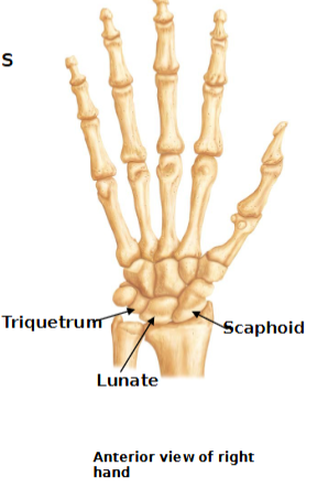 <ul><li><p>27 bones</p><ul><li><p>includes bones of carpus, metacarpus and phalanges</p></li></ul></li><li><p>Carpus (wrist)</p><ul><li><p>8 carpal bones in two rows</p></li><li><p>Proximal row:</p><ul><li><p>scaphoid, lunate, triquetrum, pisiform (“So Long To Pittsburgh” )</p></li></ul></li></ul></li><li><p>Distal Row</p><ul><li><p>trapezium, trapezoid, capitate, hamate</p><ul><li><p>(“Time To Call Home” )</p></li></ul></li></ul></li><li><p>Only scaphoid, lunate and triquetrum form the wrist join</p><ul><li><p>(“Sally Left The Party To Take Cathy Home)</p></li></ul></li></ul><p></p><p></p>