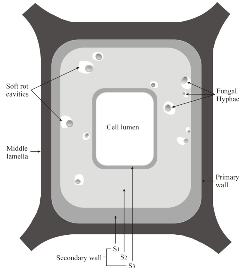 <p>initial colonization in rays and vessels, invade wood cell wall S layers and form diamond-shaped cavities, follow a helical pattern in S2 layer, 'spiraling' up or down the length of the wood cell.</p>