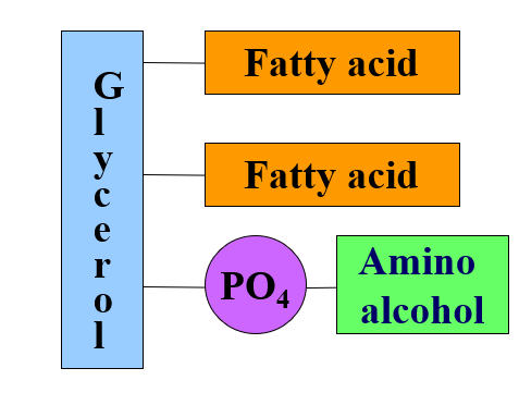 <ul><li><p>2 fatty acids that form ester bond with the first and second OH groups of glycerol</p></li><li><p>hydroxyl group that forms ester with phosphoric acid which forms another phosphoester bond with an amino alcohol</p></li></ul><p></p>