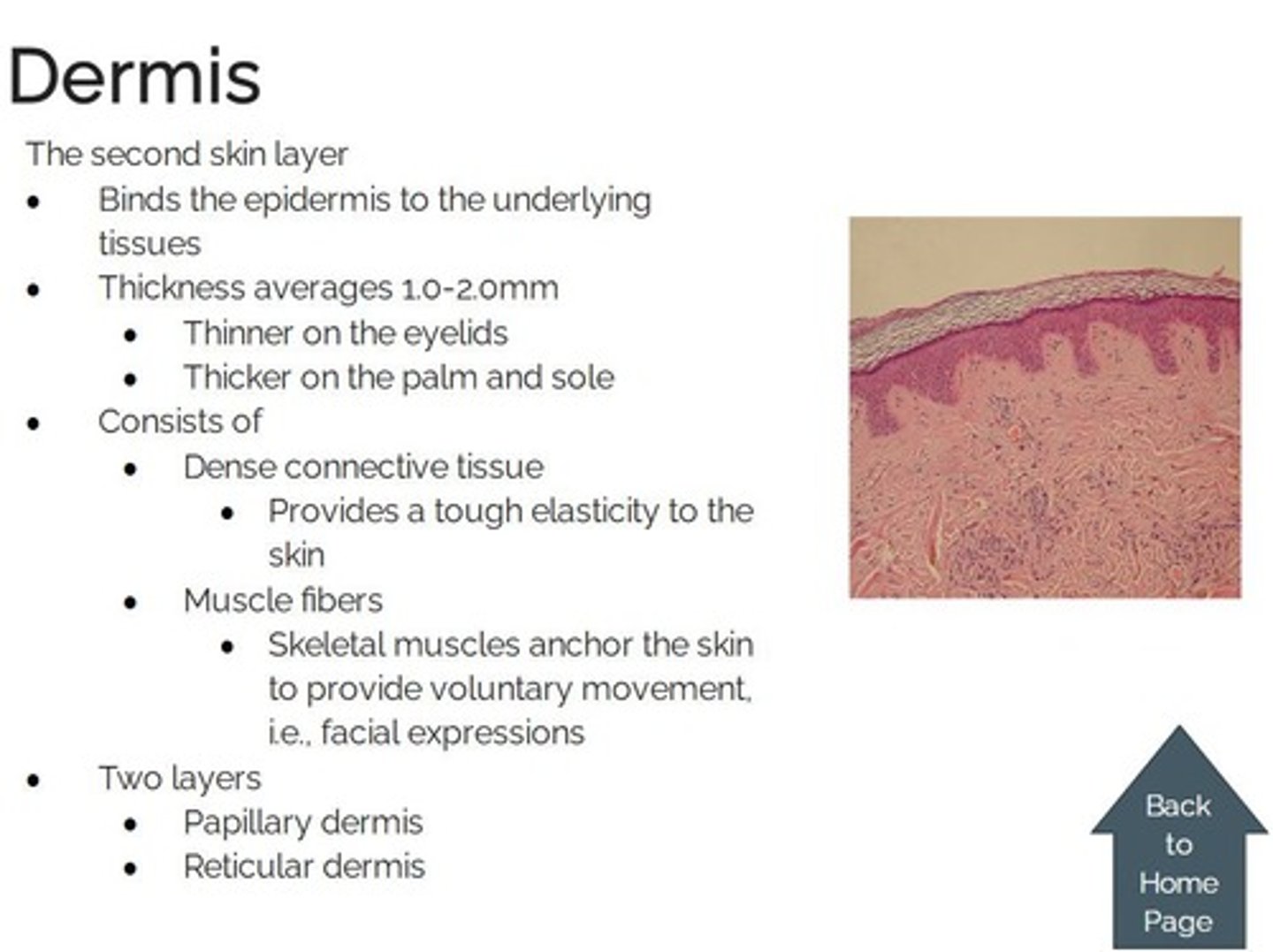 <p>the second layer of the skin composed of elastic connective tissue, blood vessels, lymph vessels, nerves, involuntary muscle, hair follicles, sweat, and oil glands</p>
