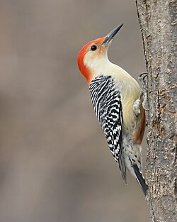 <p>Common:</p><p>Order:</p><p>Family:</p>