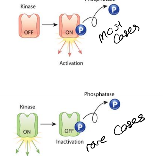 <p>add a phosphate group, mainly add to activate a molcule, rarely to inactivate a molecule </p>