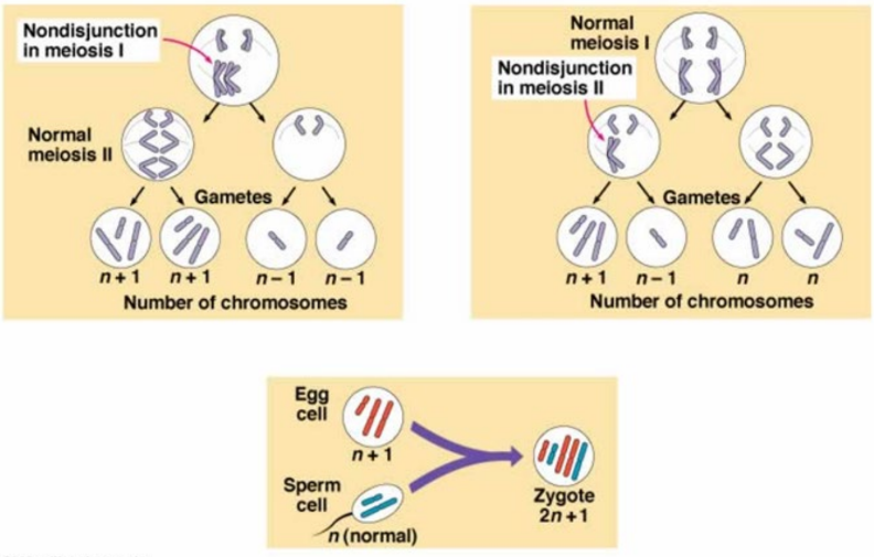 chromosomes failing to separate
correctly