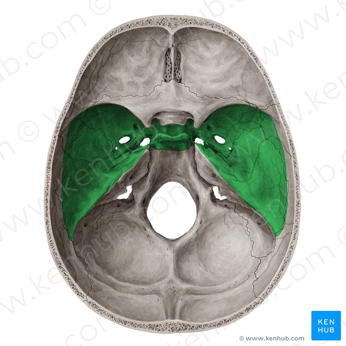 <p>prostřední část basis cranii</p><p>od <strong>fossa cranii anterior</strong> je oddělena <strong>ala minor ossis sphenoidalis, processus clinoideus anterior a sulcus prechiasmaticus</strong></p><p>od <strong>fossa cranii posterior </strong>je oddělena pomocí <strong>crista pyramidis, processus clinoideus posterior a fossa hypophysialis</strong></p>