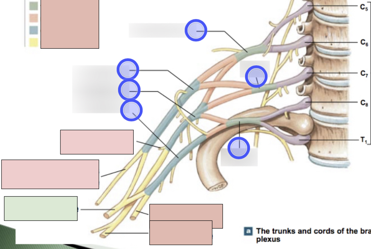 <p><span style="background-color: transparent;"><span>C6-T1, motor for flexor muscles of the forearm (flexor carpi radialis, palmaris longus/pronator quadratus, pronatus teres, radial half of flexor digitorum profundus, digital flexors); sensory from skin over anterolateral surface of the hand; roots from lateral + medial cord</span></span></p>