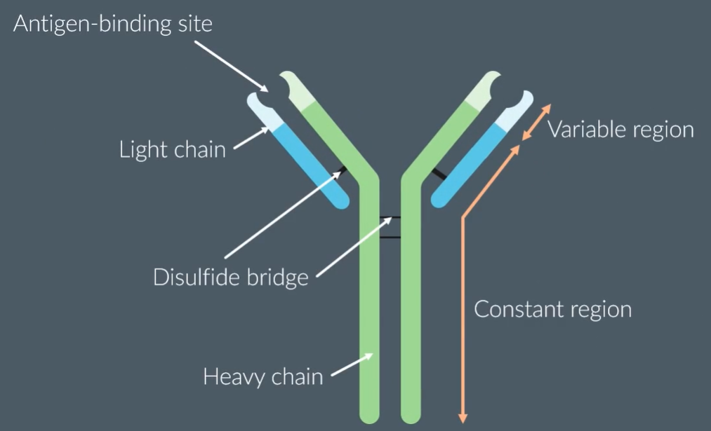 <ul><li><p>Proteins produced by naive B cells in response to the presence of a specific antigen</p></li><li><p>The shape of the antigen-binding site is as a result of antibodies tertiary structure.</p></li></ul><p></p>