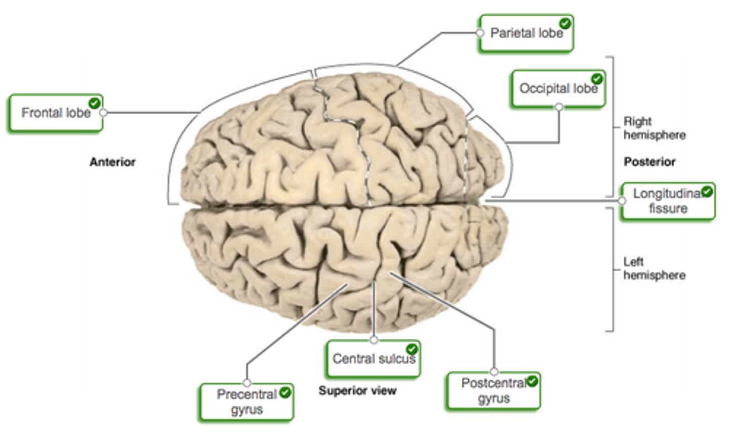 <p>A region of the cerebral cortex whose functions include processing information about touch.</p>