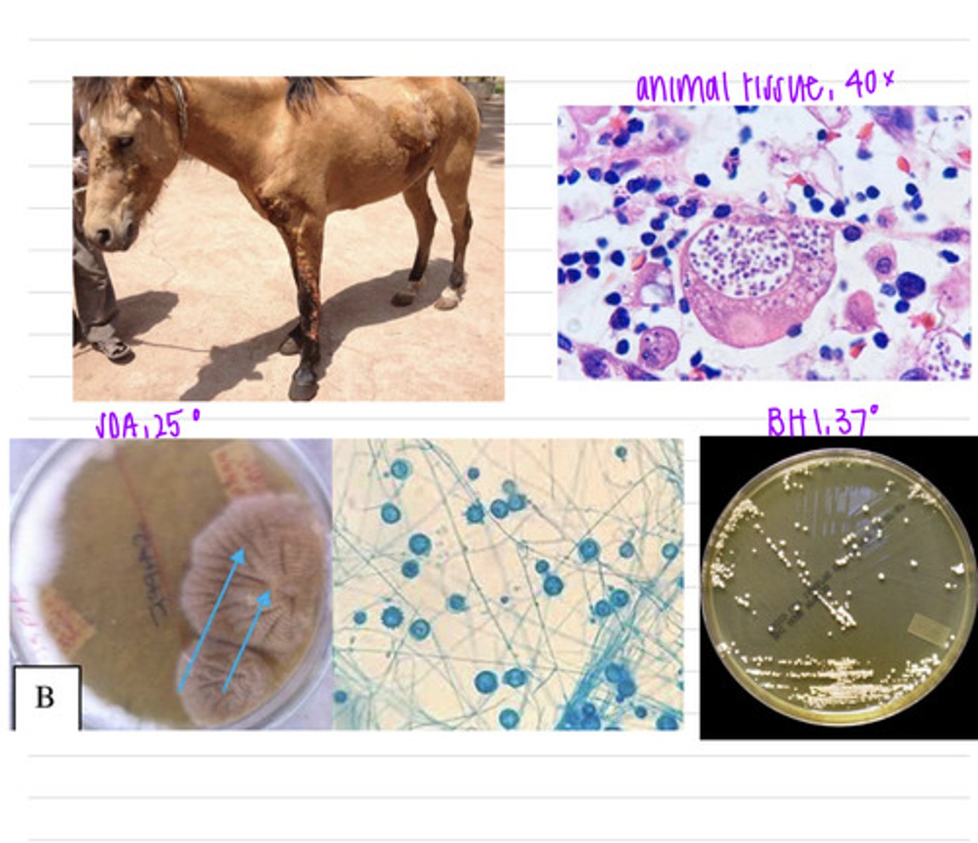 <p>this horse was brought into the vet because he developed some lesions on its skin. we take samples and isolate them both on BHI at 37 degrees and SDA at 25 degrees.</p><p>what is the diagnosis?</p>