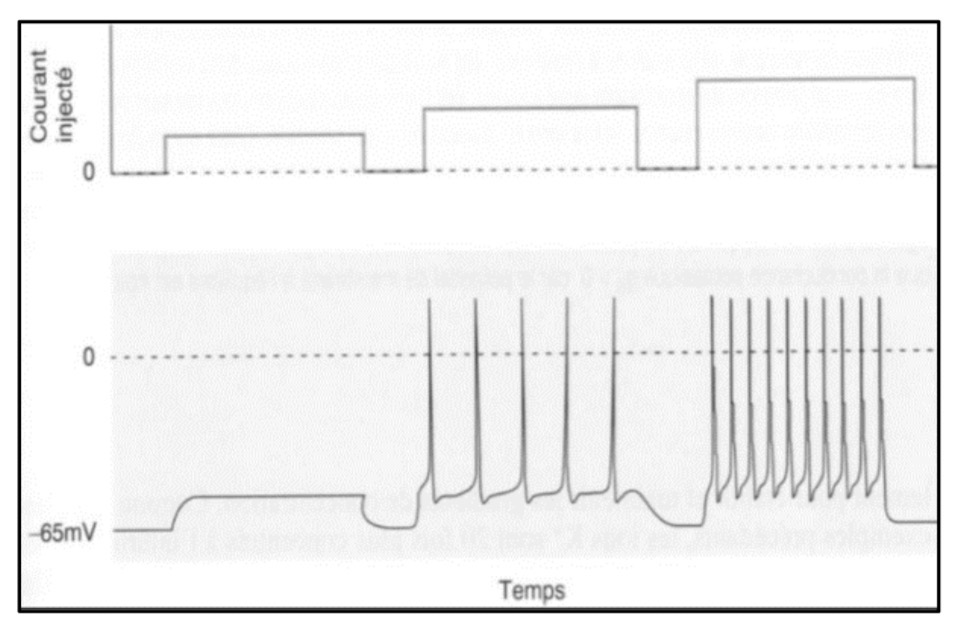 <p>La loi du tout ou rien.</p>