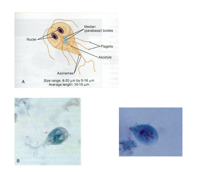 <p>What is the vector for Giardia intestinalis?</p>
