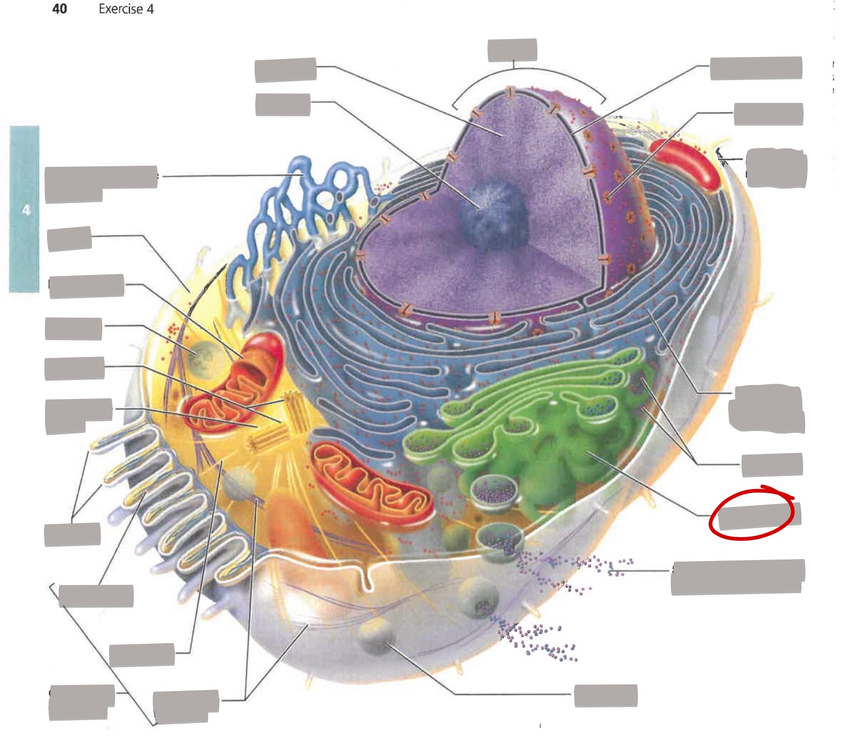 term image