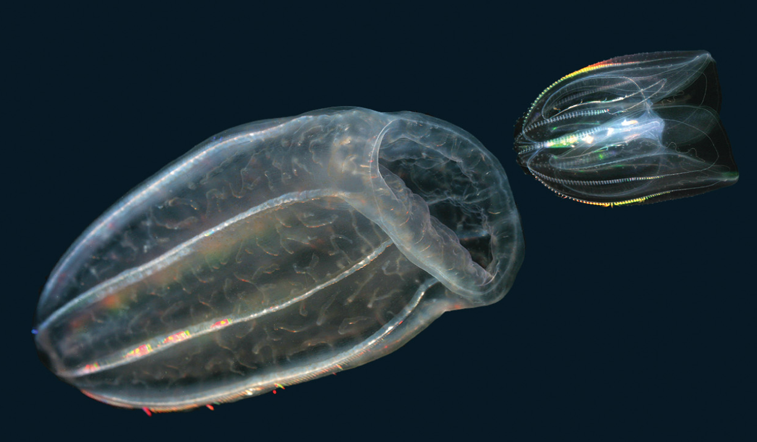 <p>ctenophores are various carnivores, meaning </p>