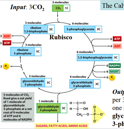 <p>aka the Calvin cycle</p><p>ATP and NADPH generated during light reactions are used to synthesize glucose</p><p>occurs in the stroma</p><p>carbon fixation: a CO<sub>2</sub>&nbsp;is added to each of three molecules of ribulose 1,5-bisphosphate (RuBP)</p><p>yields 3 molecules of a 6-carbon unstable intermediate</p><p>^catalyzed by rubisco</p><p>intermediates split into 2 3-carbon molecules (each, so x2)</p><p>product: 6 molecules 3-phosphoglycerate, and incorporation of carbon into the living world</p><p>two cycles run: output is 2 molecules of glyceraldehyde 3-phosphate → synthesize 1 glucose</p>