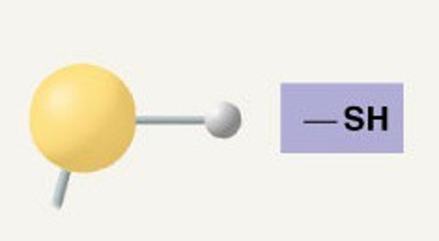 <p>-thiols</p><p>-cross-linking of cysteines</p><p>-stabilizes protein structure</p>