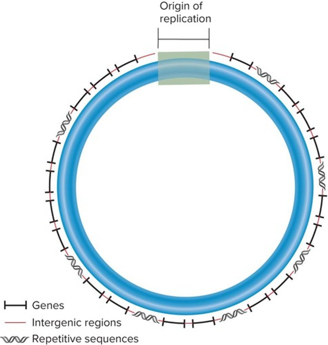 <p>Repetitive sequences are commonly found near centromeric and telomeric regions, and may also be interspersed throughout the chromosome.</p>