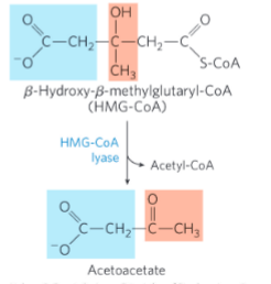 <p>HMG-CoA lyase = catalyzes the cleavage of HMG-CoA to free acetoacetate and acetyl-CoA</p>